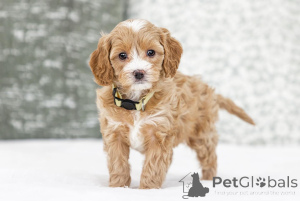 Photo №1. labradoodle - for sale in the city of Coovol | negotiated | Announcement № 155609
