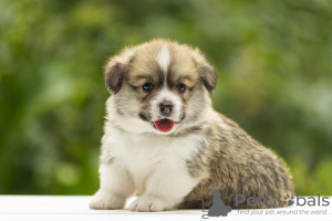 Photo №4. I will sell welsh corgi in the city of Dnipro. from nursery - price - 1902$