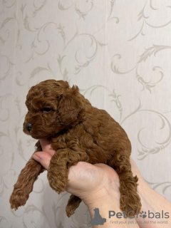 Photo №4. I will sell poodle (toy) in the city of Belgrade. breeder - price - negotiated