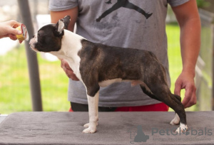 Additional photos: Boston Terrier Beautiful puppies for sale