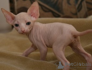 Photo №1. sphynx cat - for sale in the city of Ringsted | negotiated | Announcement № 58515