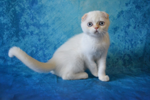 Photo №1. scottish fold - for sale in the city of Moscow | 246$ | Announcement № 3130