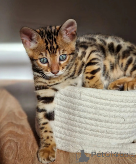 Photo №3. Beautiful Brown Spotted Bengal Kittens Males & Females Available. Netherlands