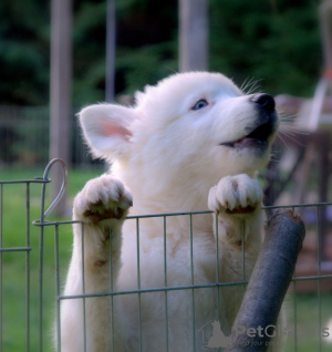 Photo №2 to announcement № 25751 for the sale of yakutian laika - buy in Poland breeder
