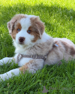 Photo №1. australian shepherd - for sale in the city of Antwerp | negotiated | Announcement № 167038