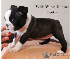 Photo №1. boston terrier - for sale in the city of Budapest | 847$ | Announcement № 139102