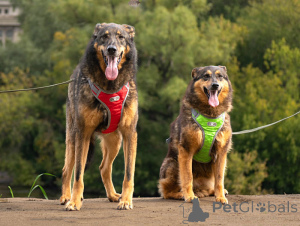 Photo №2 to announcement № 152308 for the sale of non-pedigree dogs - buy in Russian Federation private announcement