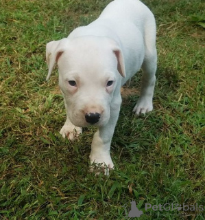 Photo №1. dogo argentino - for sale in the city of Vermontville | Is free | Announcement № 110085