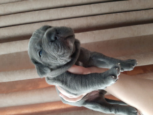 Additional photos: Puppies Italian Cane Corso