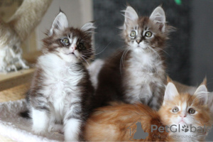 Photo №3. Vaccinated Maine Coon kittens for loving homes. Netherlands