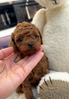 Photo №1. poodle (toy) - for sale in the city of City of London | Is free | Announcement № 157432