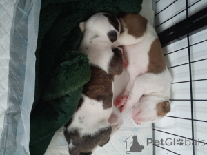 Photo №3. Amerikanische Bulldogge, nicht XL. Germany