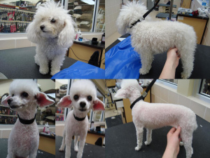Photo №1. Service of the groomer in the city of Москва. Price - 30$. Announcement № 314