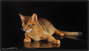 Photo №1. Mating service - breed: abyssinian cat. Price - 250$
