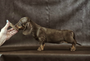 Photo №2 to announcement № 5628 for the sale of dachshund - buy in Russian Federation from nursery