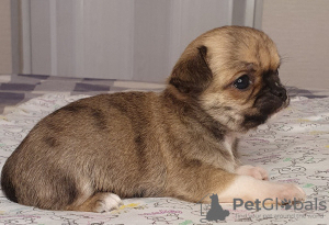 Additional photos: Chihuahua Red Sable Mini Boy