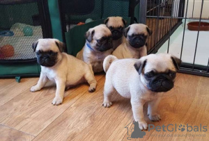 Photo №1. pug - for sale in the city of St. Petersburg | negotiated | Announcement № 10371