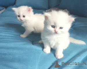 Photo №2 to announcement № 72817 for the sale of persian cat - buy in Finland private announcement, breeder