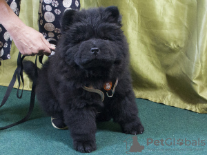 Photo №2 to announcement № 93801 for the sale of chow chow - buy in Russian Federation breeder