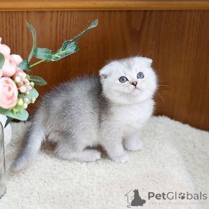 Photo №1. scottish fold - for sale in the city of Lyon | negotiated | Announcement № 158648