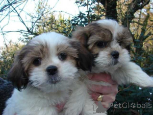 Photo №1. shih tzu - for sale in the city of Levél | Is free | Announcement № 138666
