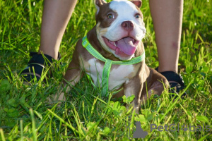 Additional photos: American bully kennel offers puppies for booking