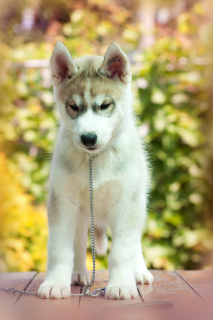 Photo №2 to announcement № 2564 for the sale of siberian husky - buy in Russian Federation from nursery