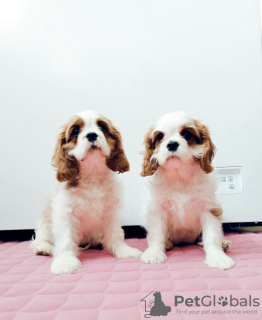 Photo №2 to announcement № 39421 for the sale of cavalier king charles spaniel - buy in Russian Federation private announcement