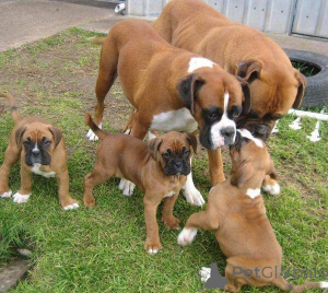 Photo №1. boxer - for sale in the city of Warsaw | negotiated | Announcement № 174961