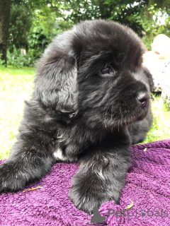 Photo №1. newfoundland dog - for sale in the city of Flemalle | 516$ | Announcement № 159438