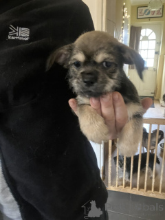 Photo №2 to announcement № 159365 for the sale of chihuahua - buy in United States private announcement