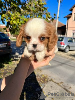 Photo №1. cavalier king charles spaniel - for sale in the city of Zrenjanin | negotiated | Announcement № 82048