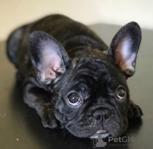 Photo №3. french bulldog. Germany