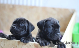 Photo №2 to announcement № 36073 for the sale of cane corso - buy in Lithuania private announcement