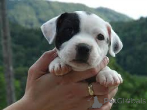Photo №2 to announcement № 165995 for the sale of staffordshire bull terrier - buy in Spain private announcement, breeder