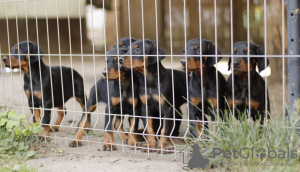 Photo №1. dobermann - for sale in the city of Belgrade | negotiated | Announcement № 84260