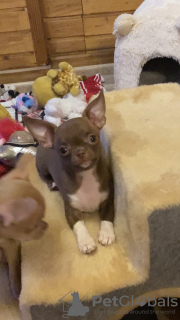 Photo №2 to announcement № 36782 for the sale of chihuahua - buy in Russian Federation breeder