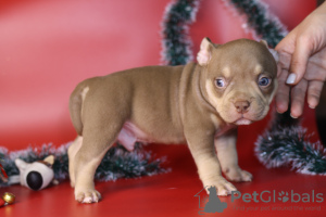 Additional photos: American bully