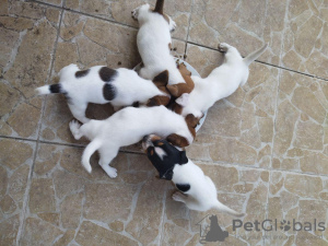 Photo №1. jack russell terrier - for sale in the city of Waterford | 317$ | Announcement № 71897