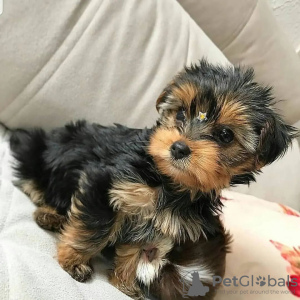 Photo №4. I will sell yorkshire terrier in the city of Saarbrücken. private announcement - price - 310$