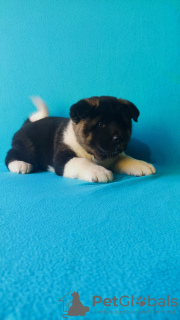 Additional photos: American Akita puppies