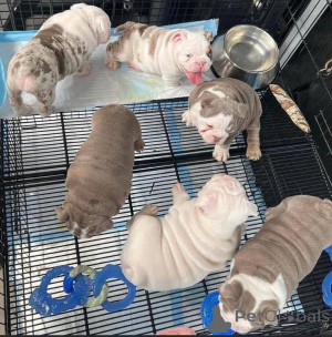 Photo №2 to announcement № 157880 for the sale of english bulldog - buy in Germany from the shelter, breeder