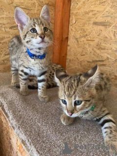 Additional photos: Savannah kittens available