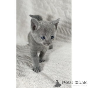 Photo №1. russian blue - for sale in the city of Herne | 361$ | Announcement № 174411