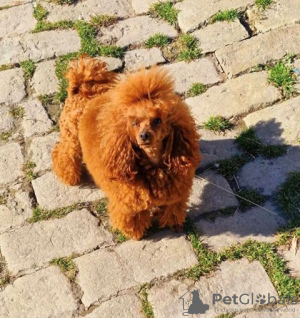 Photo №1. poodle (toy) - for sale in the city of Werbass | negotiated | Announcement № 121587