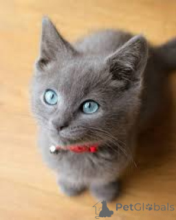Photo №3. Russische Blauwe kittens te koop. Belgium