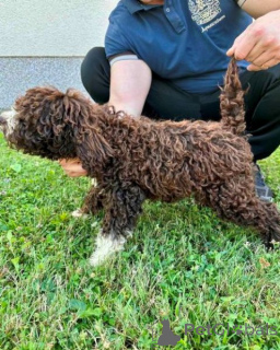 Photo №2 to announcement № 140774 for the sale of lagotto romagnolo - buy in Serbia 