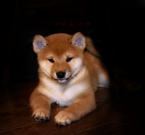 Photo №4. I will sell shiba inu in the city of Nizhny Novgorod. private announcement - price - Negotiated