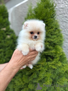Photo №2 to announcement № 149483 for the sale of pomeranian - buy in Sweden from nursery