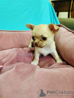Photo №3. I suggest buying Chihuahua, purebred puppies.. Georgia